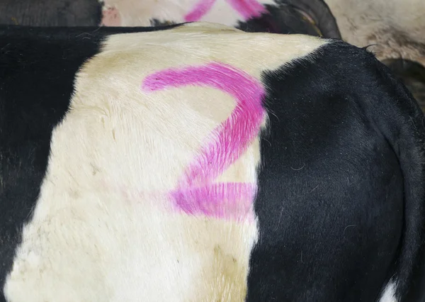 Cow with painted number — Stock Photo, Image