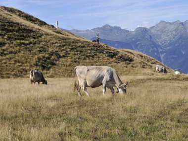 alpine mera üzerinde otlayan inekler