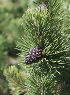 Dwarf Mountain Pine cone clipart