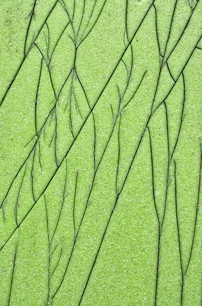 Трещина в зелёной стене — стоковое фото