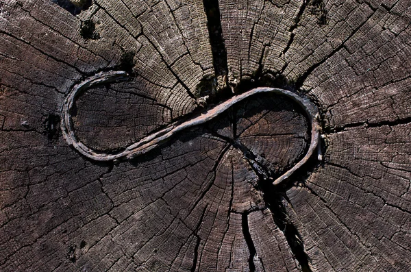 Perfil de tronco com metal — Fotografia de Stock