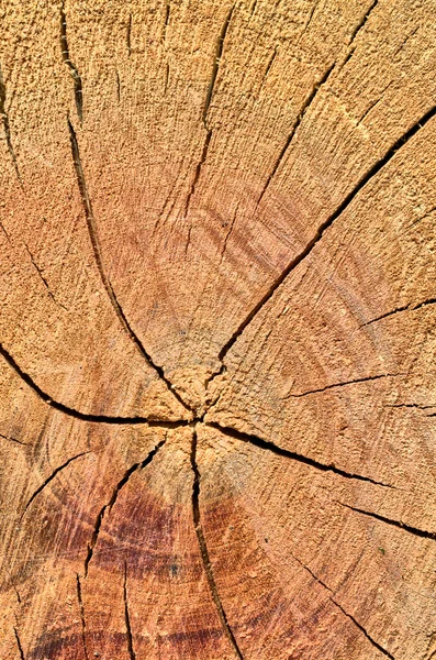 Profilo tronco — Foto Stock