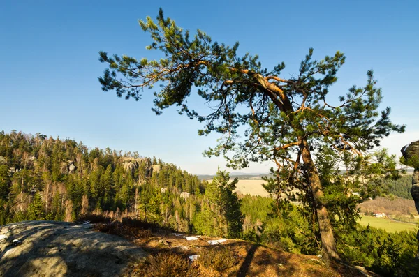 Stenig skog — Stockfoto