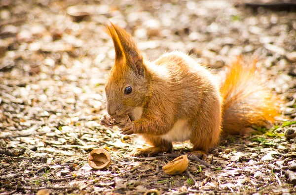 Piccolo scoiattolo — Foto Stock