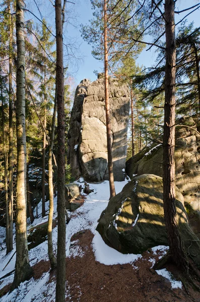 Foresta rocciosa — Foto Stock