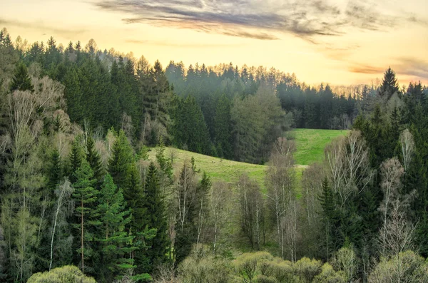 Холмы с лесом — стоковое фото