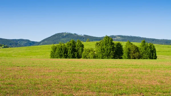 Field during the springtime — Stock Photo, Image