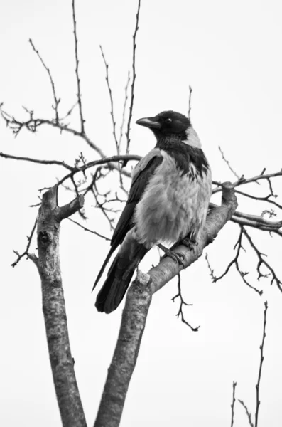 大きな鳥 — ストック写真
