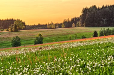 Spring flowered meadow clipart