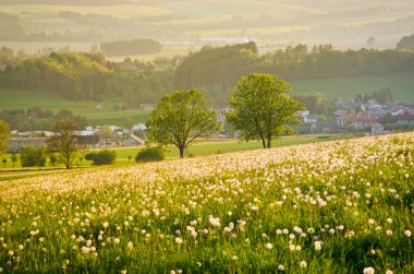 dandelions ile bahar çayır