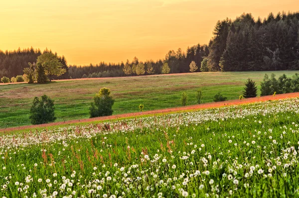 春の花の咲く草原 — ストック写真