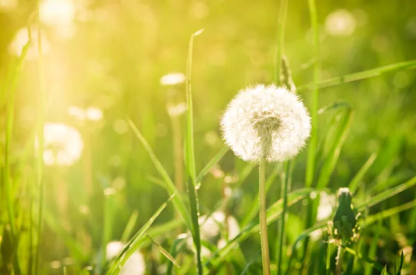 stock image Meadow with dandelions