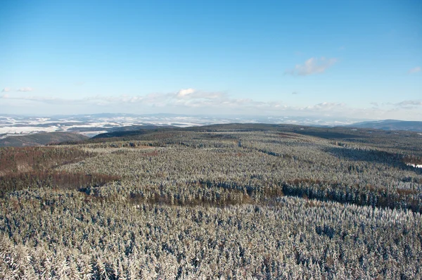 雪に覆われた森 — ストック写真
