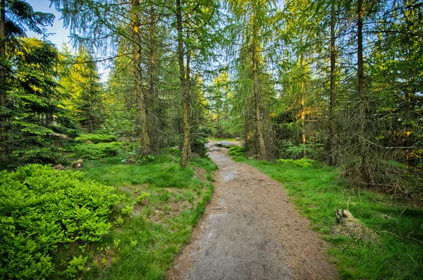 Camino en el bosque —  Fotos de Stock