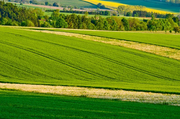 Verde paisaje agrícola — Stok fotoğraf