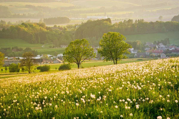 Wiosna łąka z mniszek lekarski — Zdjęcie stockowe
