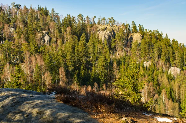 Stenig skog — Stockfoto