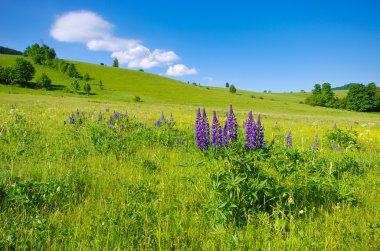 lupines ile peyzaj