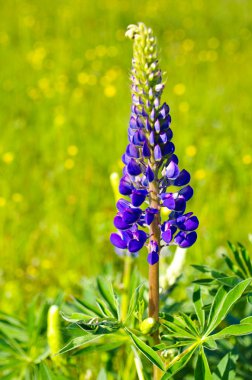 Menekşe lupine