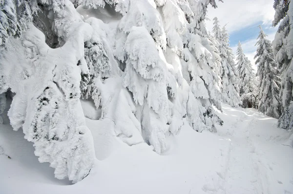 Fichten vom Schnee bedeckt — Stockfoto