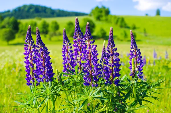 Menekşe lupine