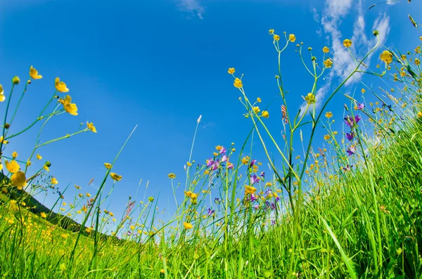 Flores selvagens na grama — Fotografia de Stock