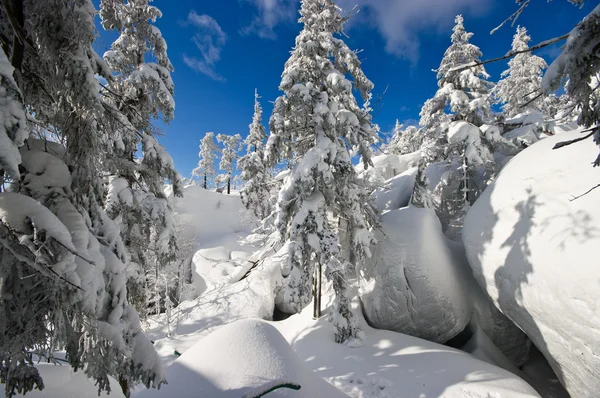 Floresta durante o inverno — Fotografia de Stock