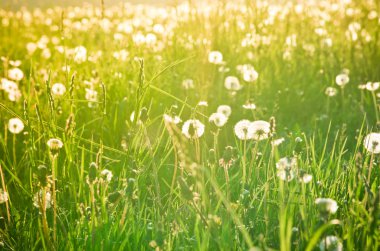 weiland met paardebloemen