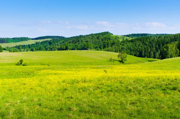 Meadow with yellow flowers — Stock Photo, Image