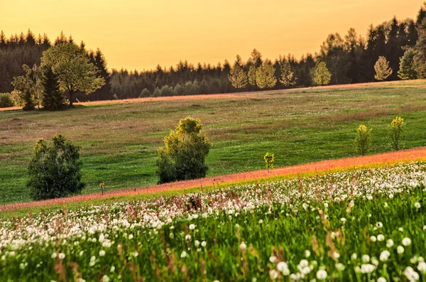 Spring flowered meadow — Stok fotoğraf