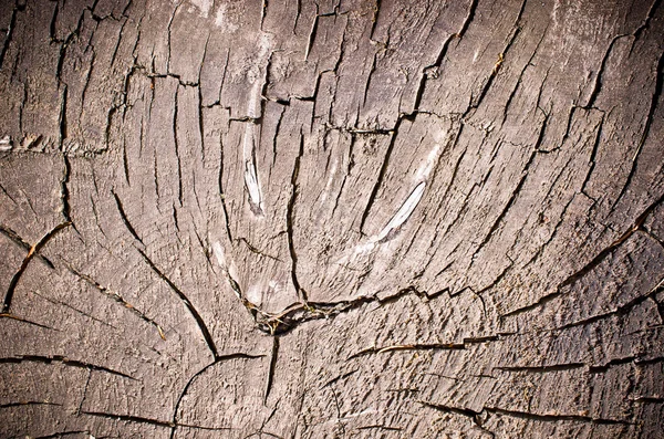 Perfil de tronco — Fotografia de Stock