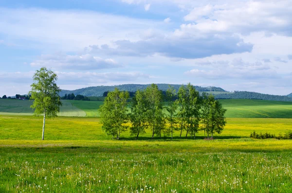 Few trees on meadow — Stock Photo, Image