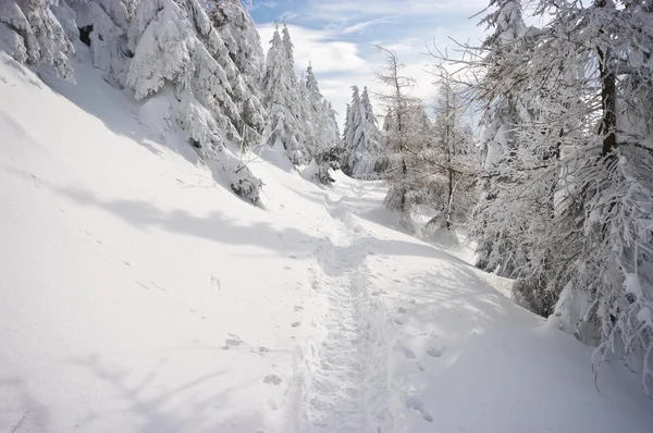 Caminho nevado — Fotografia de Stock