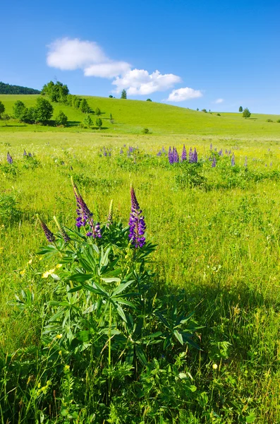 Landscape with lupines — Stock Photo, Image