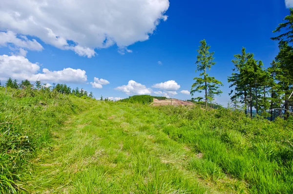 Landschap met groen gras — Stockfoto