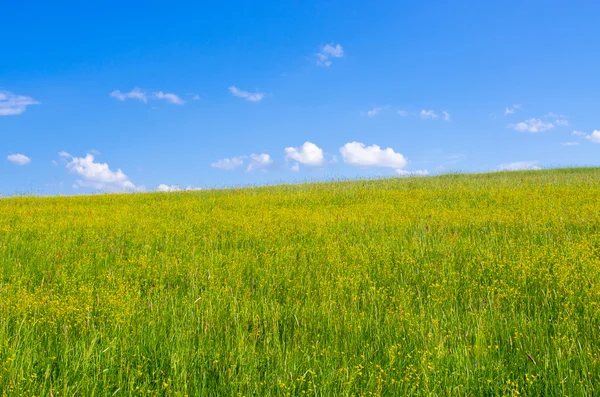 풀밭과 하늘 — 스톡 사진