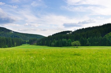 forest yakınındaki çiçekli çayır