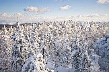 Forest covered by snow clipart