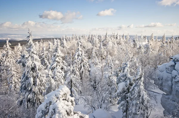 Лес, покрытый снегом — стоковое фото