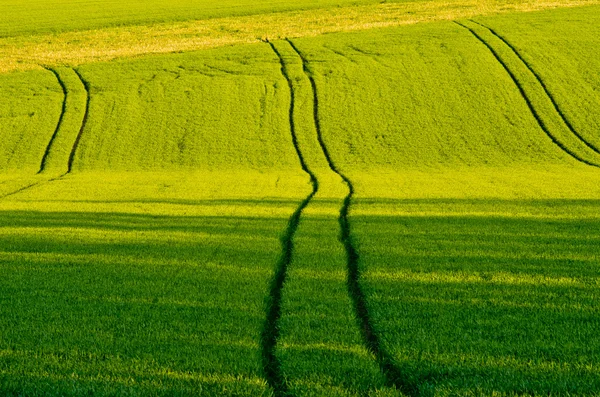 Agricultural scenery with the trace — Stock Photo, Image