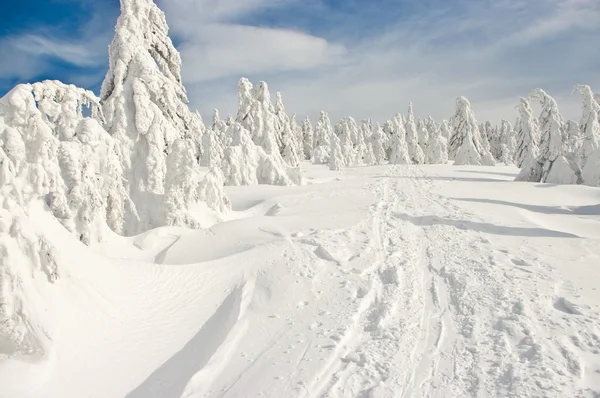 Skog omfattas av snö — Stockfoto