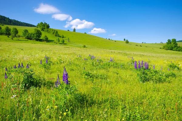 Landscape with lupines — Stock Photo, Image