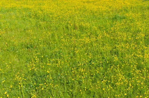 stock image Grass with yellow flowers