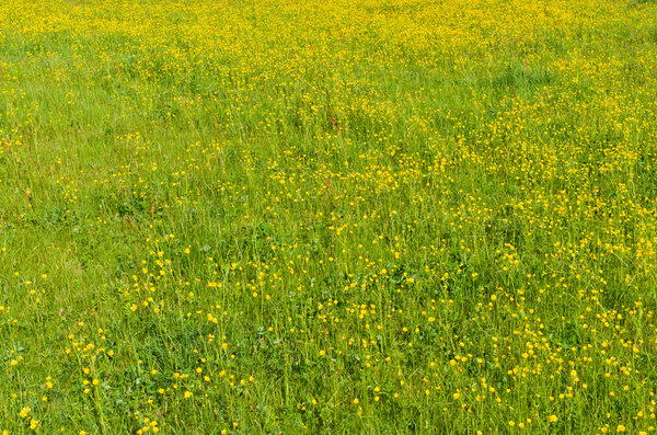 Fresh grass with yellow flowers