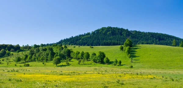 Flowered meadow and hill — Stock Photo, Image