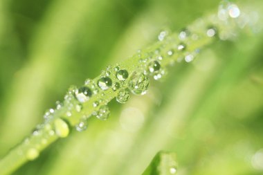 Çimenlere çiy damlası düşer.