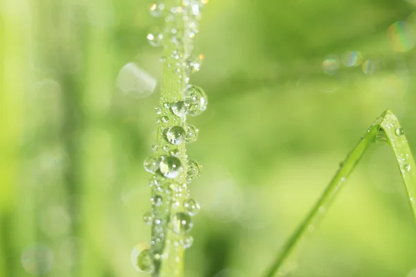 Rocíe la gota en una hoja de hierba — Foto de Stock