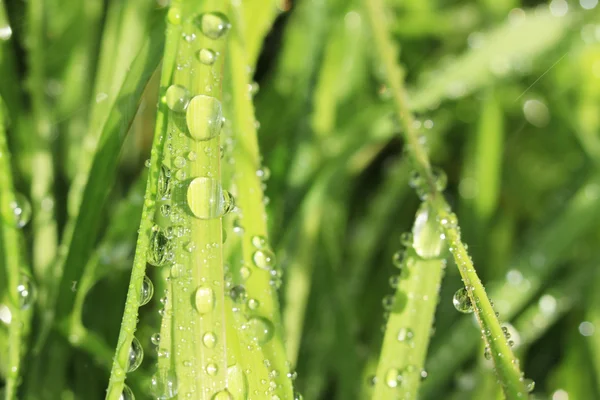 Dew drop on a blade of grass — Stock Photo, Image