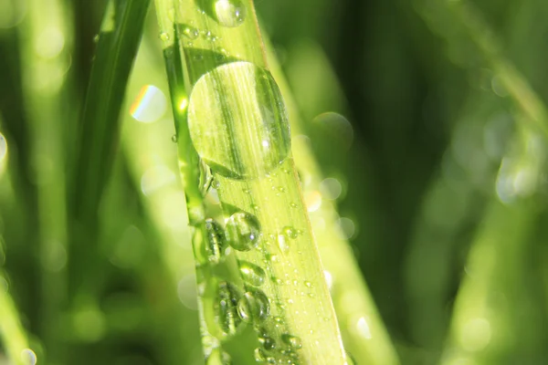 Gotas en la hierba — Foto de Stock