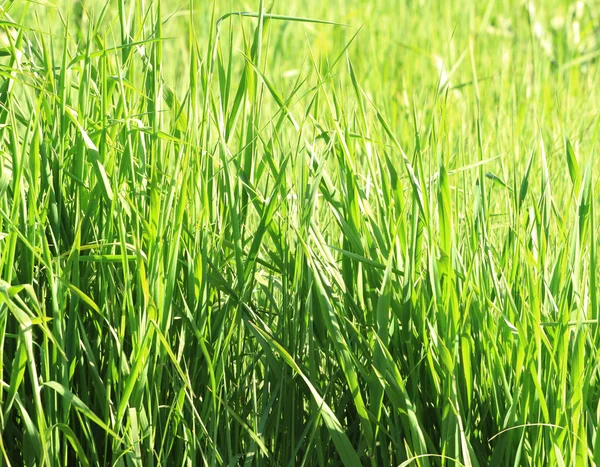 Verde erba artificiale lussureggiante su sfondo bianco — Foto Stock